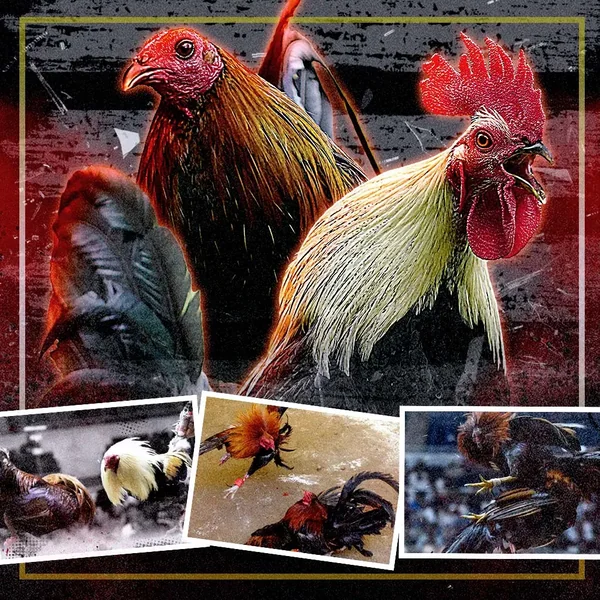 747Live featured image for online sabong page